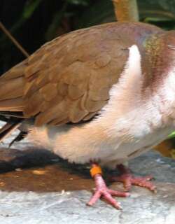 白腹棕翅鸠 / Caribbean Dove / Leptotila jamaicensis