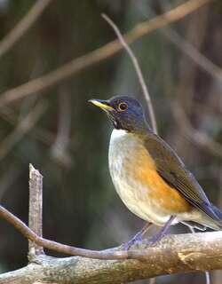南美白颈鸫 / White-necked Thrush / Turdus albicollis