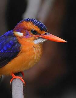 粉颊小翠鸟 / African Pygmy Kingfisher / Ispidina picta