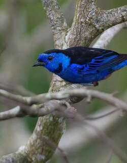 白腰唐加拉雀 / Opal-rumped Tanager / Tangara velia
