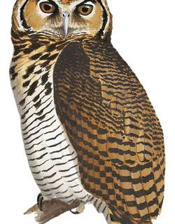 坦桑雕鸮 / Usambara Eagle-Owl / Bubo vosseleri