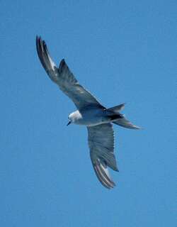 灰燕鸥 / Grey Noddy / Anous albivitta