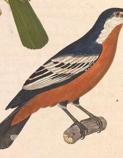 金腹鸣鹃鵙 / Rufous-bellied Triller / Lalage aurea