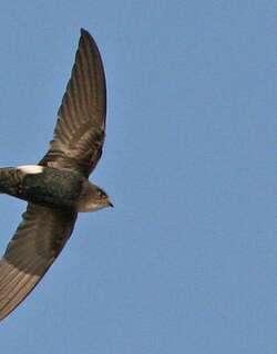 白眉雨燕 / Horus Swift / Apus horus