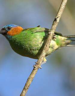 红颈唐加拉雀 / Red-necked Tanager / Tangara cyanocephala