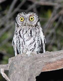 长耳须角鸮 / Whiskered Screech Owl / Megascops trichopsis