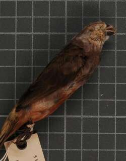 灰带文鸟 / Grey-banded Mannikin / Lonchura vana