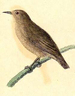 灰褐绣眼鸟 / Kosrae White-eye / Zosterops cinereus