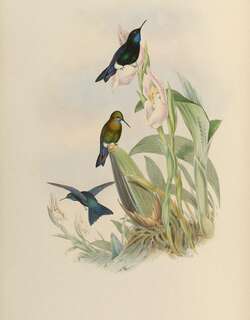 黑胸毛腿蜂鸟 / Black-breasted Puffleg / Eriocnemis nigrivestis
