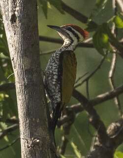 爪哇金背啄木鸟 / Javan Flameback / Chrysocolaptes strictus