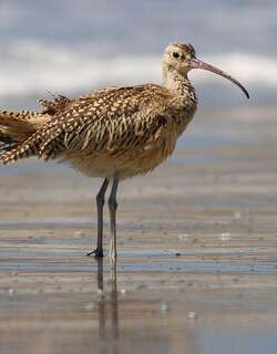 长嘴杓鹬 / Long-billed Curlew / Numenius americanus