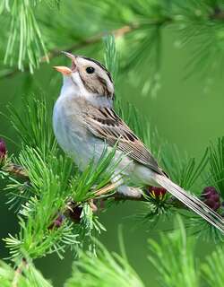 褐雀鹀 / Clay-colored Sparrow / Spizella pallida