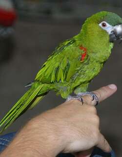 红肩金刚鹦鹉 / Red-shouldered Macaw / Diopsittaca nobilis