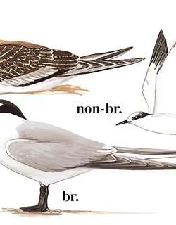 白腰燕鸥 / Aleutian Tern / Onychoprion aleuticus