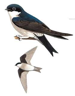 烟腹毛脚燕 / Asian House Martin / Delichon dasypus