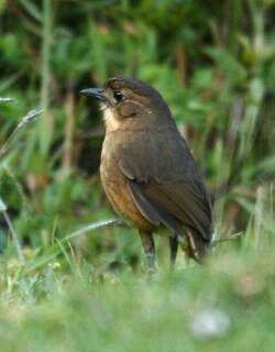 褐蚁鸫 / Tawny Antpitta / Grallaria quitensis