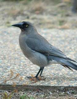 灰噪钟鹊 / Grey Currawong / Strepera versicolor