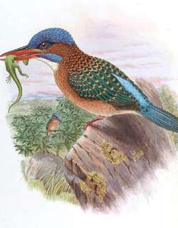 蓝顶翡翠 / Hombron’s Kingfisher / Actenoides hombroni