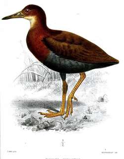 裸眼秧鸡 / Bare-eyed Rail / Gymnocrex plumbeiventris