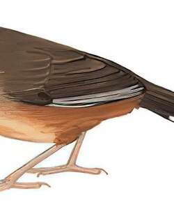 白喉噪鹛 / White-throated Laughingthrush / Pterorhinus albogularis