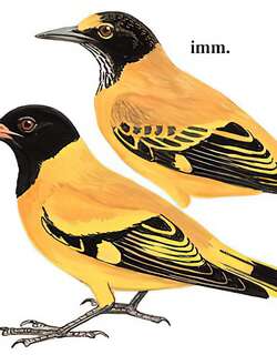 黑头黄鹂 / Black-hooded Oriole / Oriolus xanthornus