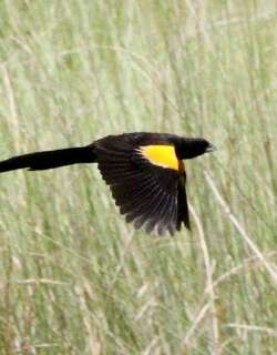 沼泽巧织雀 / Marsh Widowbird / Euplectes hartlaubi