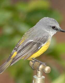 灰胸鸲鹟 / Western Yellow Robin / Eopsaltria griseogularis