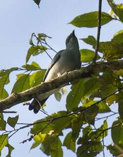 黑胸鹃鵙 / Black-bibbed Cicadabird / Edolisoma mindanense