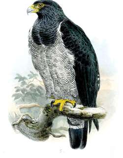横斑南美鵟 / Barred Hawk / Morphnarchus princeps