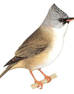 黑颏凤鹛 / Black-chinned Yuhina / Yuhina nigrimenta