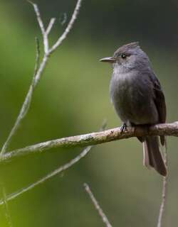 烟色绿霸鹟 / Smoke-colored Pewee / Contopus fumigatus