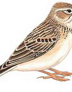 [亚洲]短趾百灵 / Asian Short-toed Lark