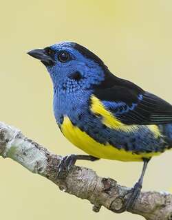 青绿唐加拉雀 / Turquoise Tanager / Tangara mexicana