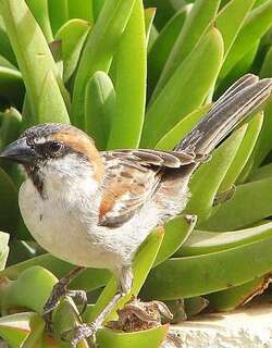 棕背麻雀 / Iago Sparrow / Passer iagoensis