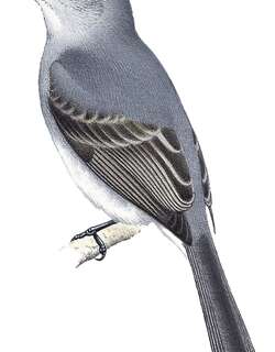 灰拟霸鹟 / Slaty Elaenia / Elaenia strepera