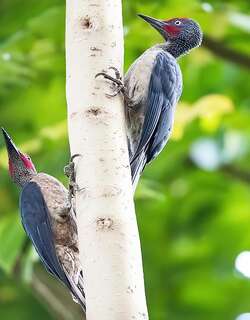 暗黄啄木鸟 / Ashy Woodpecker / Mulleripicus fulvus