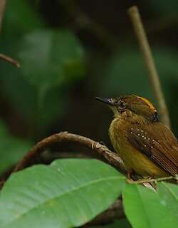 北皇霸鹟 / Northern Royal Flycatcher / Onychorhynchus mexicanus