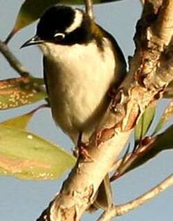白喉抚蜜鸟 / White-throated Honeyeater / Melithreptus albogularis