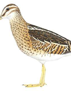 山沙锥 / Puna Snipe / Gallinago andina