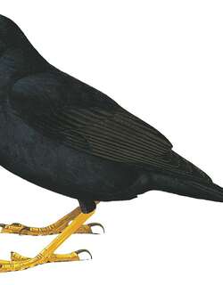 美洲黑鸫 / Black Thrush / Turdus infuscatus