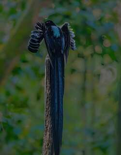 黑镰嘴风鸟 / Black Sicklebill / Epimachus fastosus