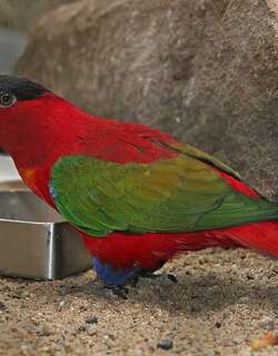 紫枕鹦鹉 / Purple-naped Lory / Lorius domicella