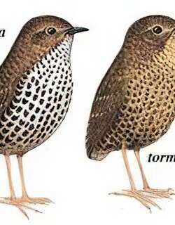 小鳞[胸]鹪鹛 / Pygmy Wren-Babbler