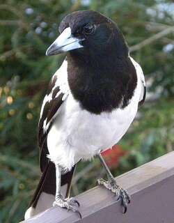 黑喉钟鹊 / Pied Butcherbird / Cracticus nigrogularis