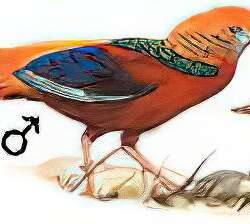 红腹锦鸡 / Golden Pheasant / Chrysolophus pictus