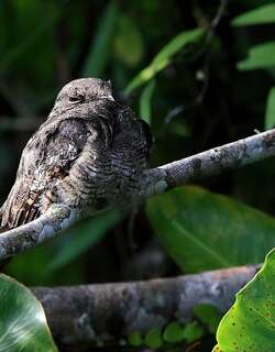 梯尾夜鹰 / Ladder-tailed Nightjar / Hydropsalis climacocerca