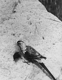 极乐鹦鹉 / Paradise Parrot / Psephotellus pulcherrimus