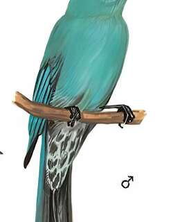 铜蓝鹟 / Verditer Flycatcher / Eumyias thalassinus