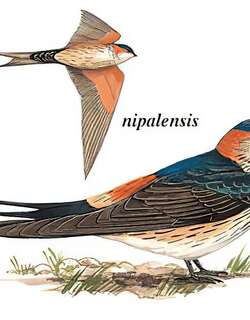 金腰燕 / Red-rumped Swallow / Cecropis daurica