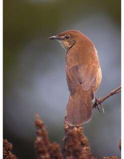 阔尾芦莺 / Broad-tailed Grassbird / Schoenicola platyurus